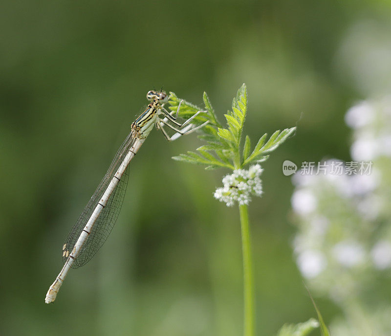 白腿豆娘(Platycnemis pennipes)雌性